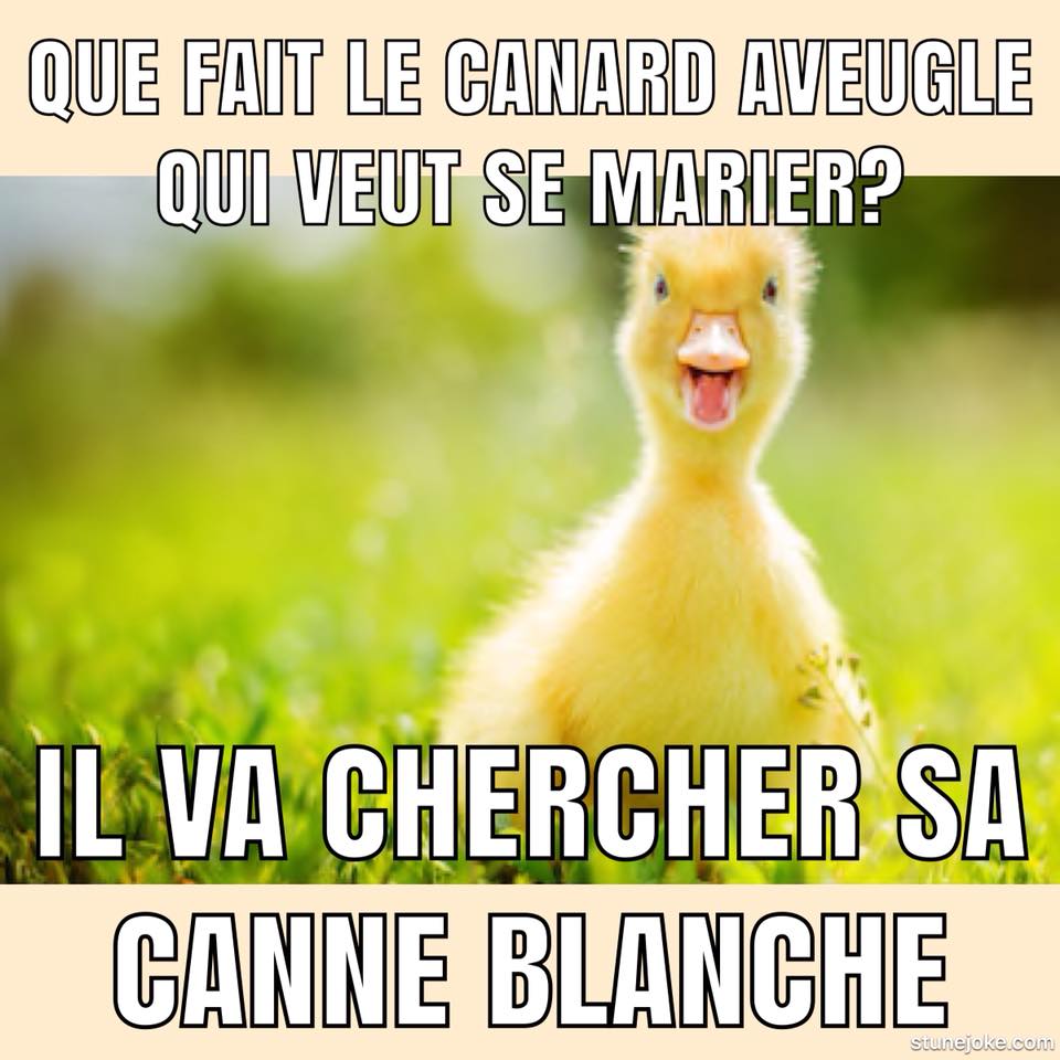 Nos amis les animaux