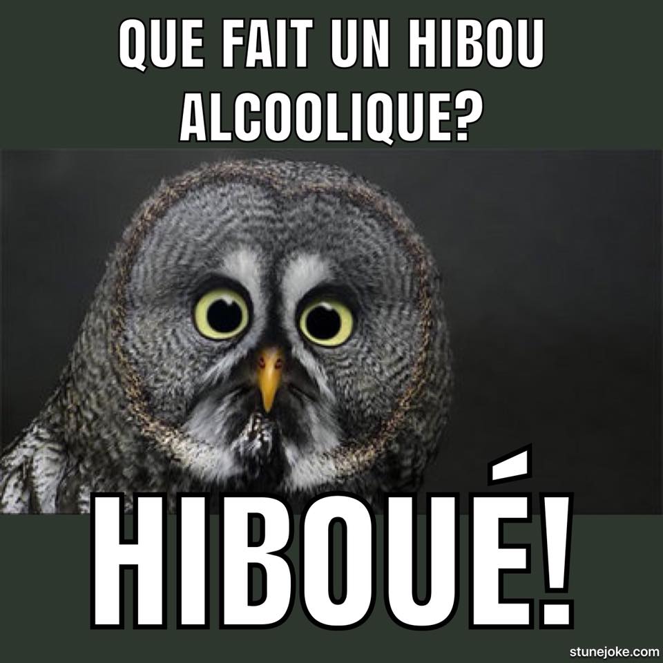 Les jokes de hiboux!